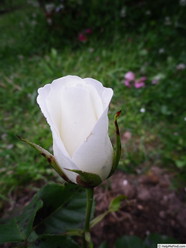 'Mongioia' rose photo