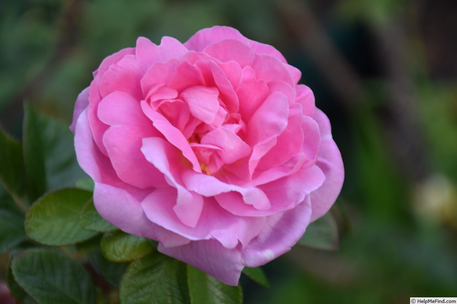 'Sarah van Fleet' rose photo