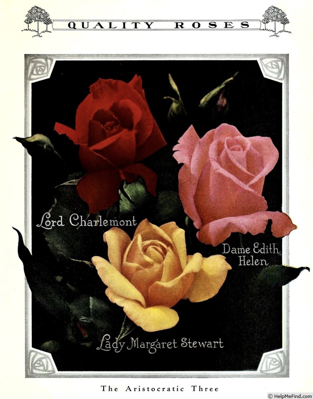 'Lady Margaret Stewart' rose photo