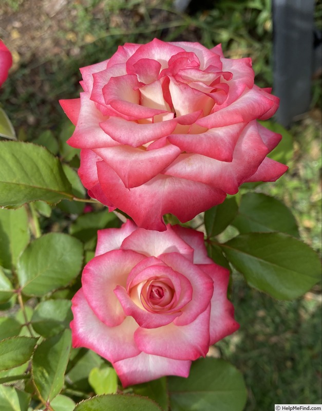 'Abby Leonard' rose photo