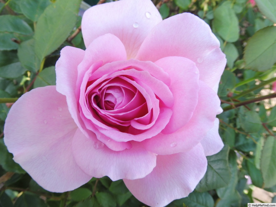 'The Ancient Mariner' rose photo