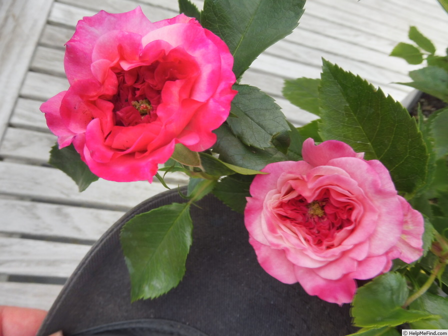 'Country Girl ® (floribunda, Evers/Tantau, 2014)' rose photo