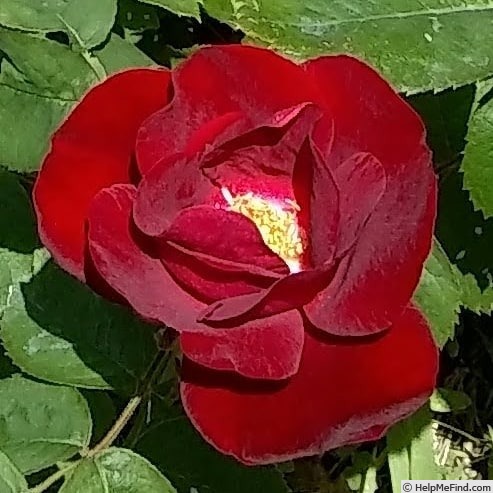 'Emily Carr' rose photo