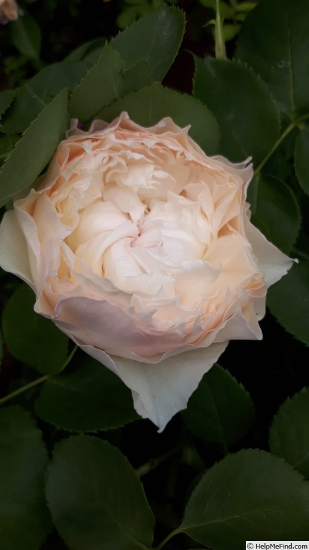'14 The Wedgewood Rose OP 02' rose photo