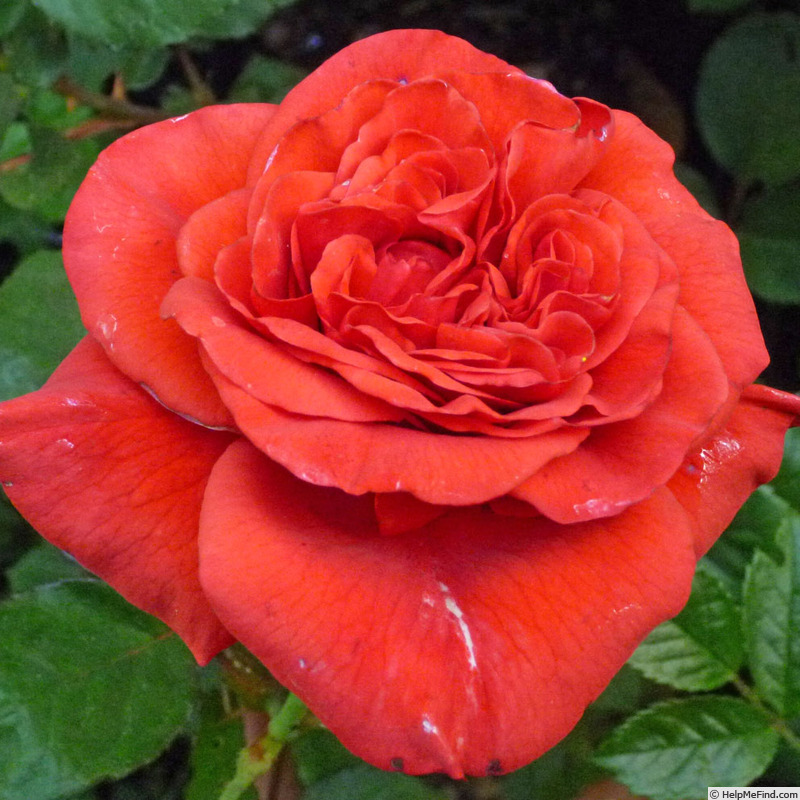 'Die Stille' rose photo