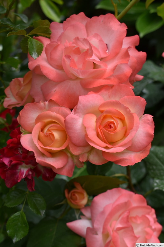 'Chicca ®' rose photo