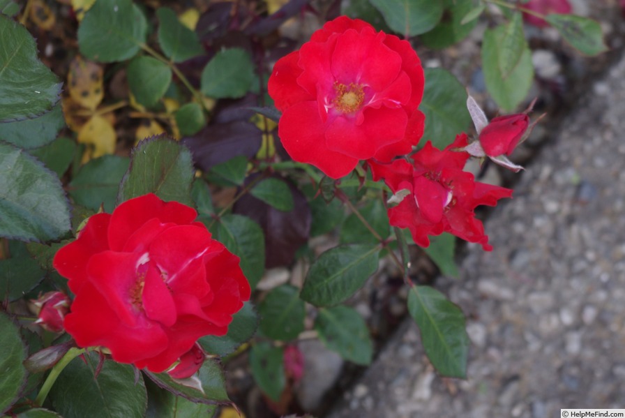 'Amsterdam ® (floribunda, Verschuren, 1972)' rose photo