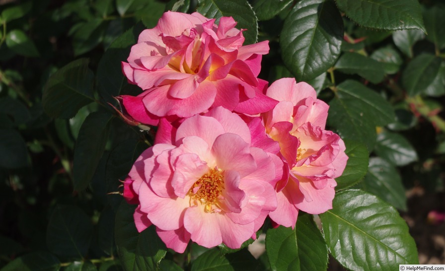 'Bobrava' rose, click to enlarge 'Bobrava' rose photo