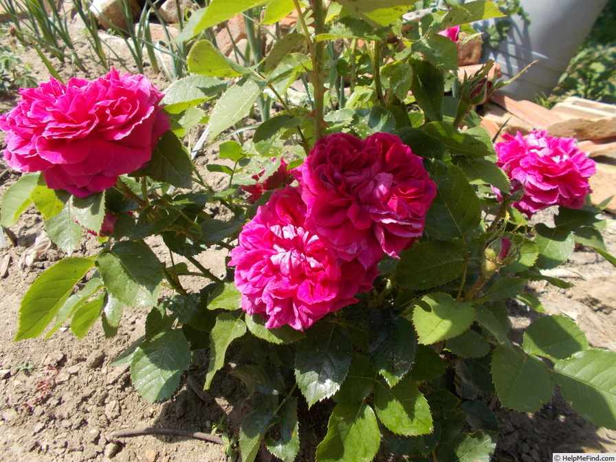 'La Motte-Sanguin' rose photo