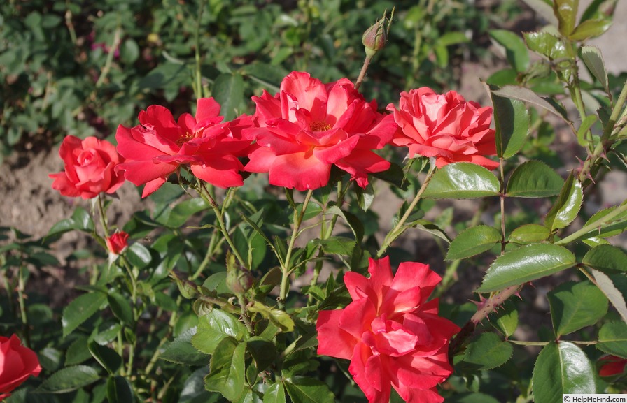 'Lidka' rose photo