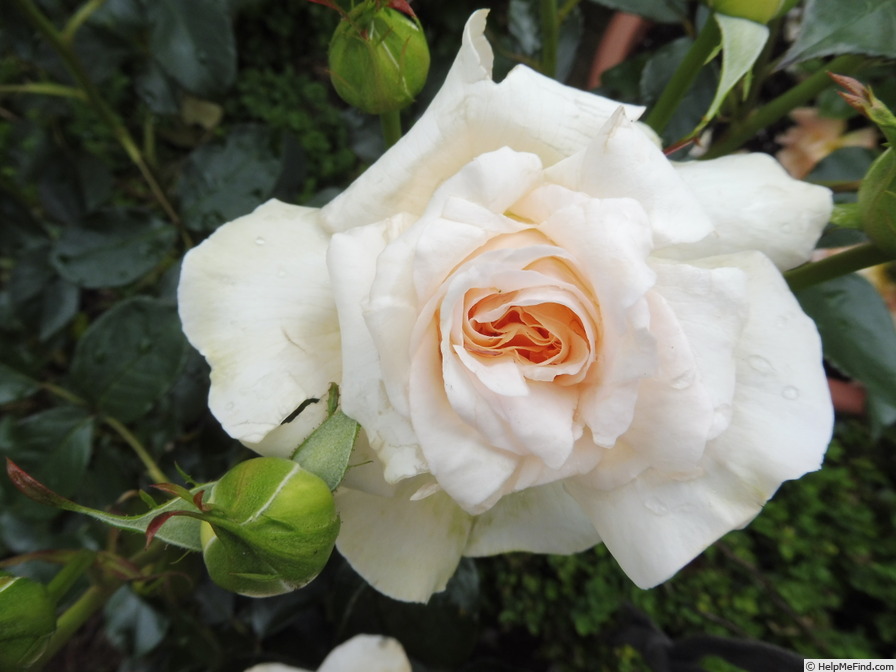 'Jean-Pierre Foucault ®' rose photo