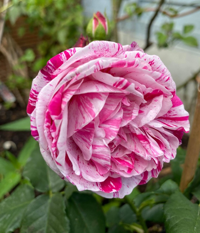 'Ferdinand Pichard' rose, click to enlarge 'Ferdinand Pichard' rose photo