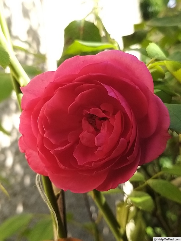 'Pink Cloud (climber, Boerner 1952)' rose photo