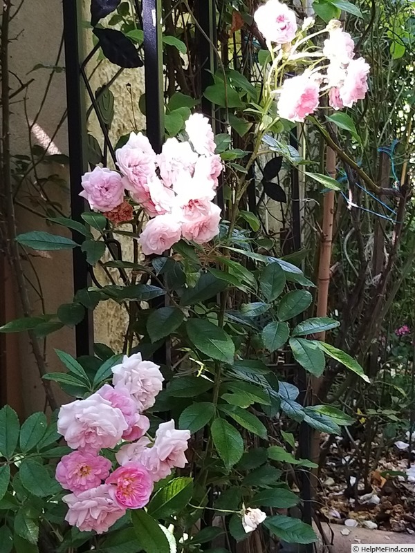 'Pink Ghislaine de Féligonde ®' rose photo