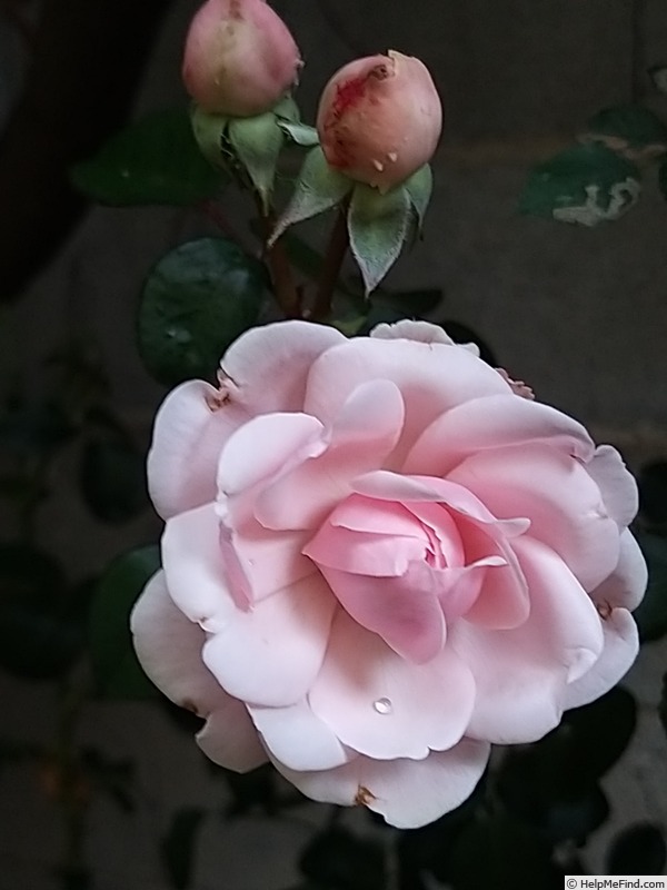 'Probuzení' rose photo