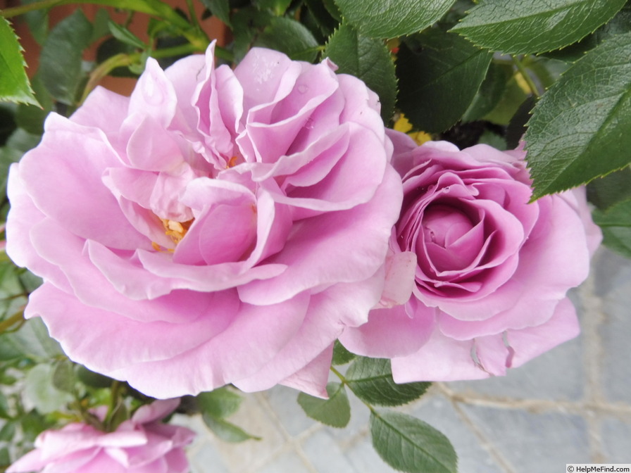 'Nautica ® (floribunda, Kordes, 2005)' rose photo