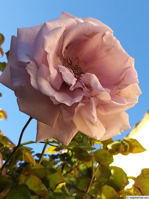 'Blue Lady ®' rose photo