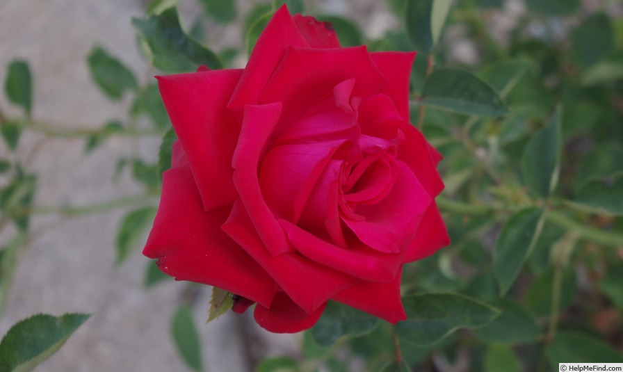 'Sophia Loren ®' rose photo