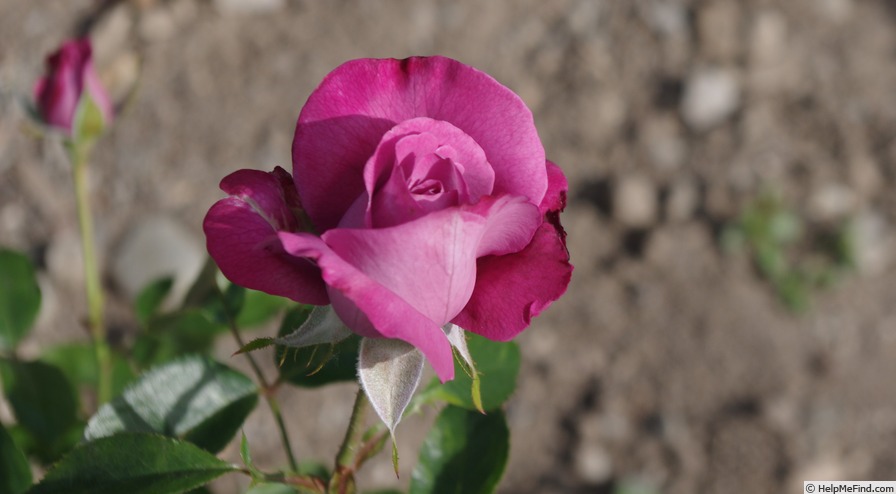 'Blue River ® (hybrid tea, Kordes, 1984)' rose photo