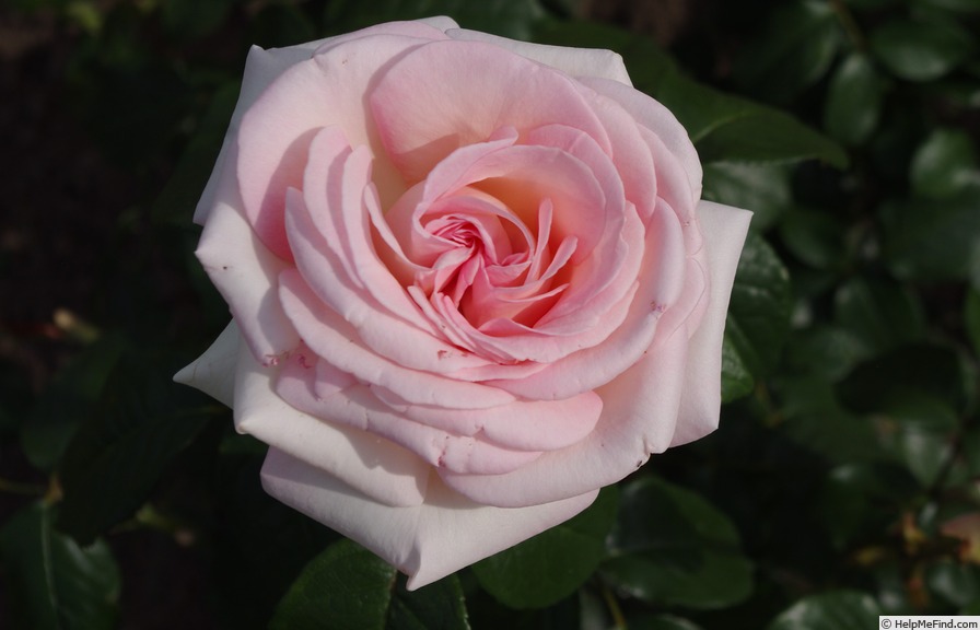 'Prince Jardinier ®' rose photo