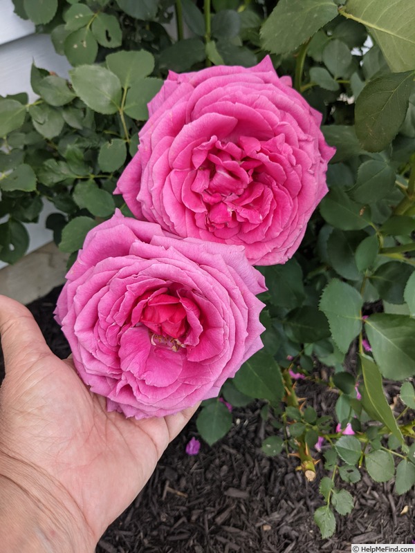 'Miranda Lambert ™' rose photo