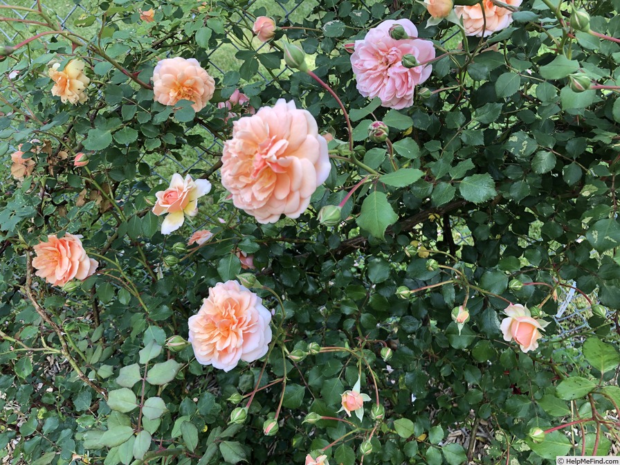 'Apricot Glow' rose photo