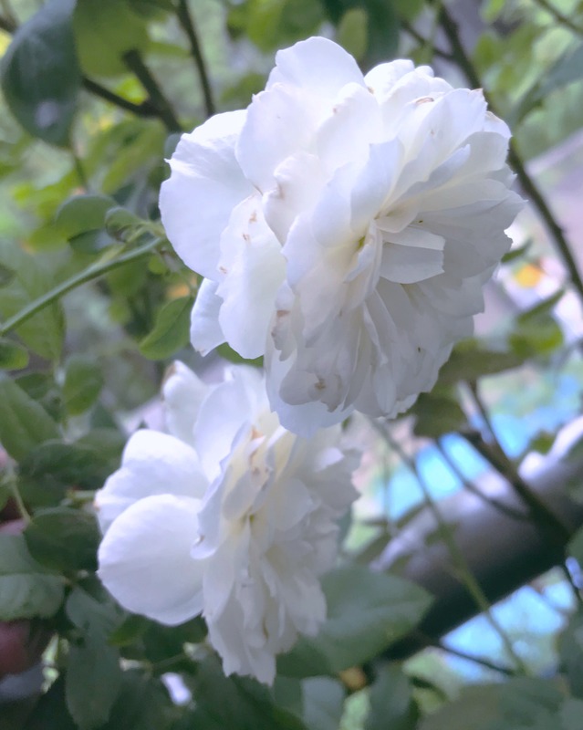 'Shizuku' rose photo