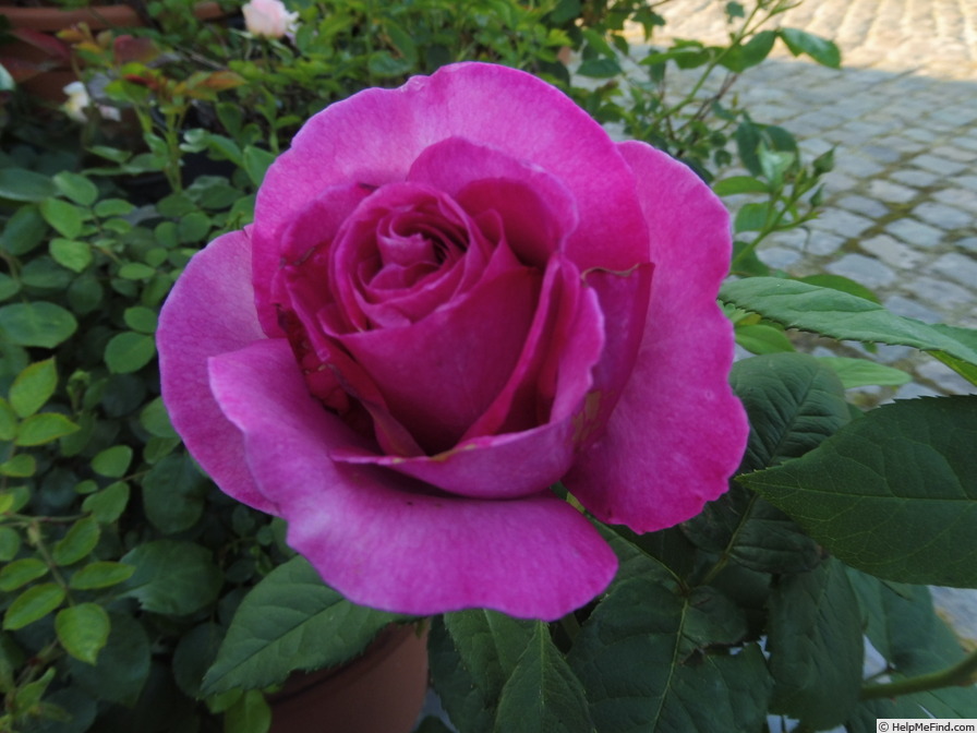 'Carmen Würth' rose photo