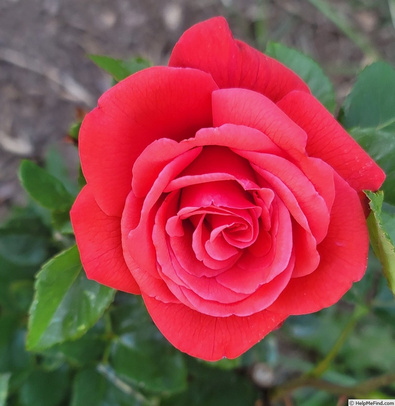 'Jacqueline (hybrid tea, Hill 1961)' rose photo