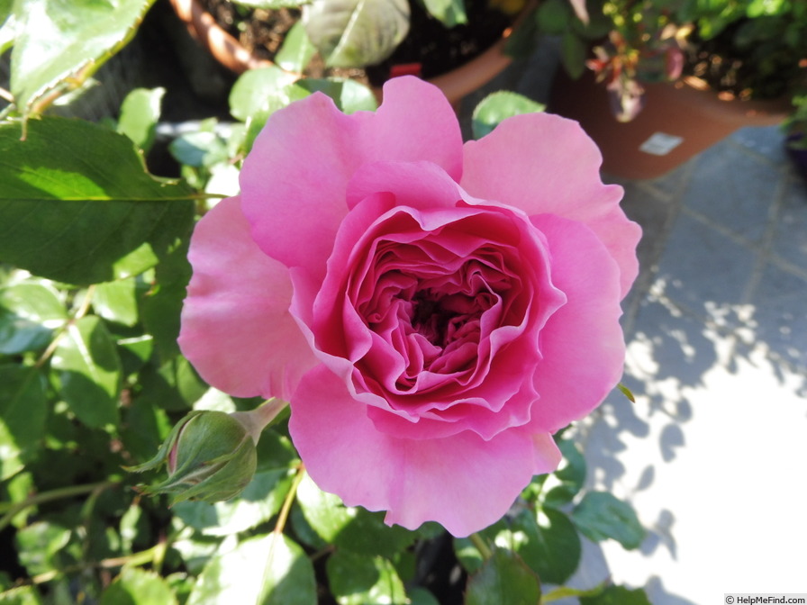 'Baronesse ® (floribunda, Evers/Tantau, 2009)' rose photo