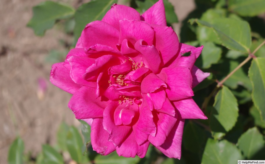 'Rosalinda (hybrid tea, Camprubi Nadal, 1943)' rose photo