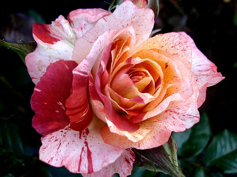 'Poséidon ® (Shrub, Orard, 2015)' rose photo