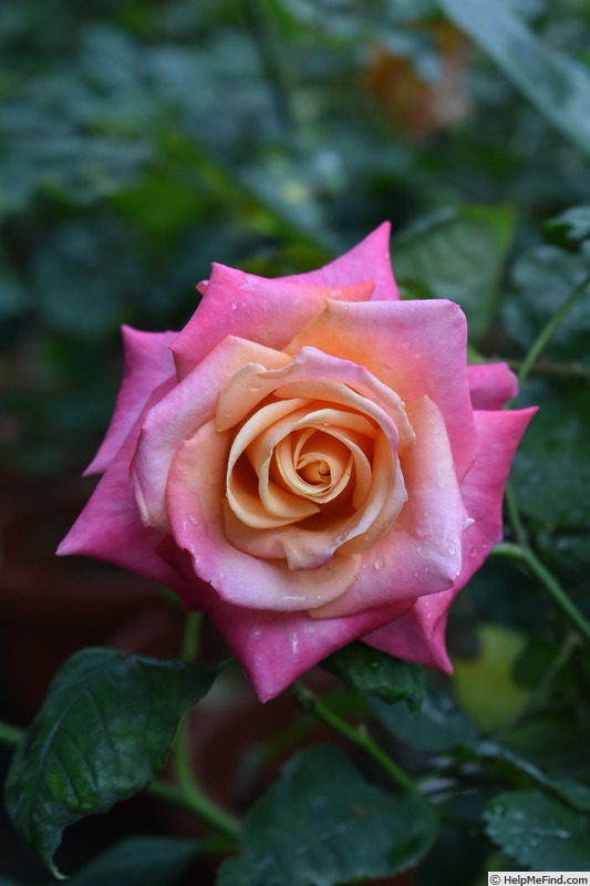 'Blasco Ibañez ®' rose photo