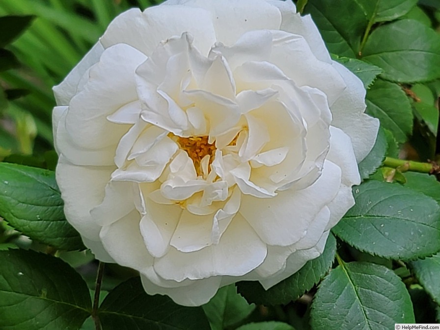 'Cloud 10' rose photo