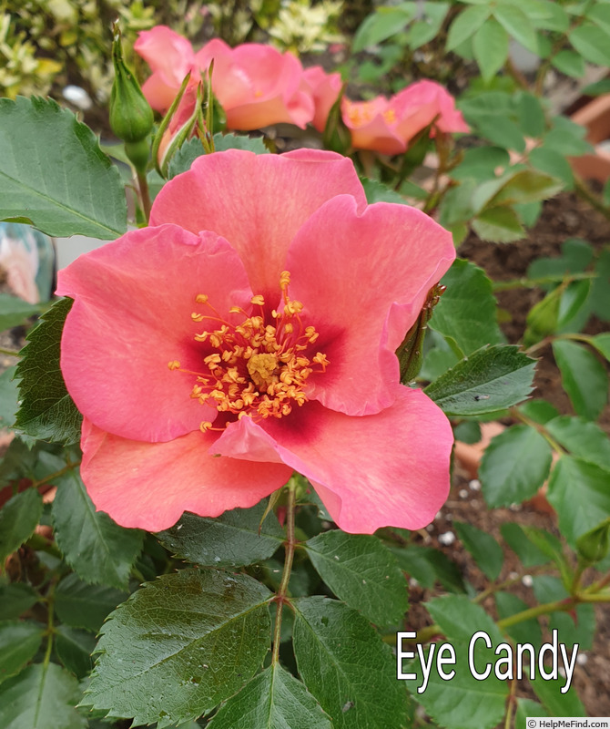 'Eye Candy (Floribunda, Somerfield, before 2012)' rose photo