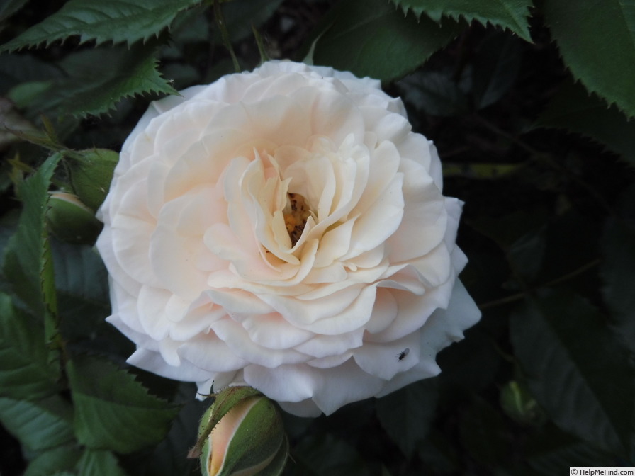 'Sweet Honey ® (floribunda, Kordes, 2004/15)' rose photo