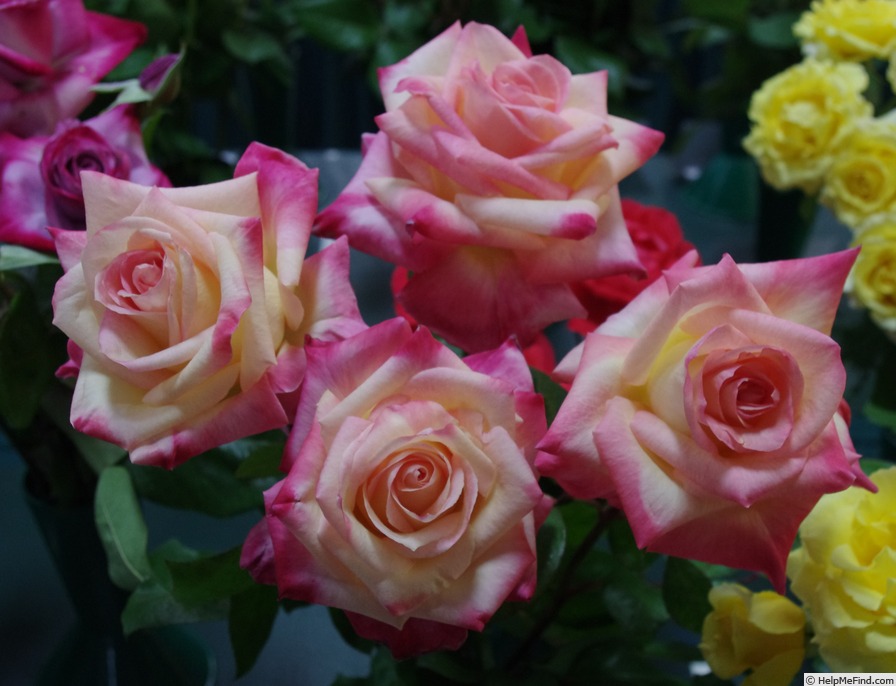 'Diana, Princess of Wales ™' rose photo