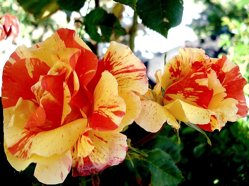 'Sorbet Fruité ® Cl.' rose, click to enlarge 'Sorbet Fruité ® Cl.' rose photo