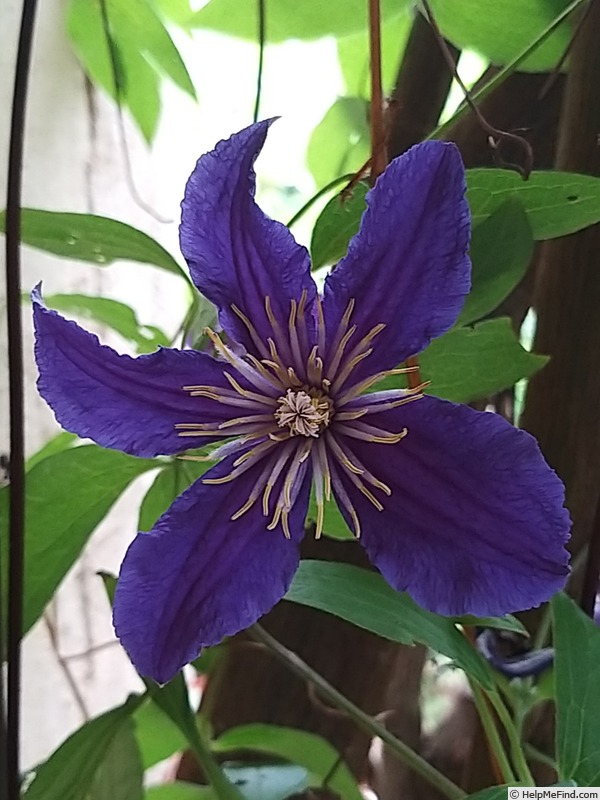 'So Many Blue Flowers' clematis photo