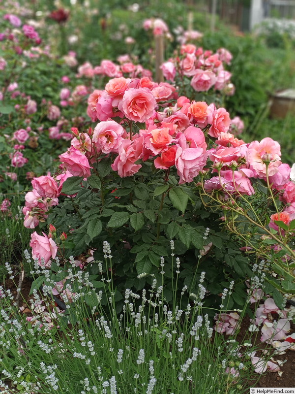 'Jardin des nonères ®' rose photo