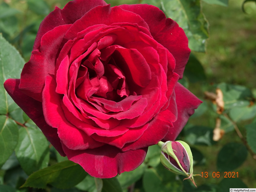 'Notturno ®' rose photo