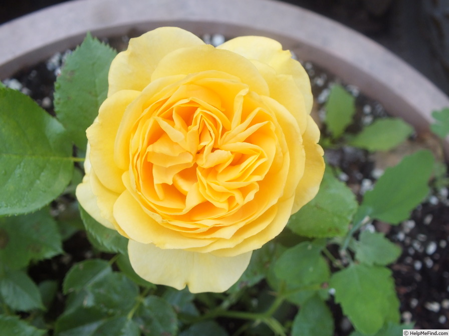 'Julia Child ™ (Floribunda, Carruth 2004)' rose photo
