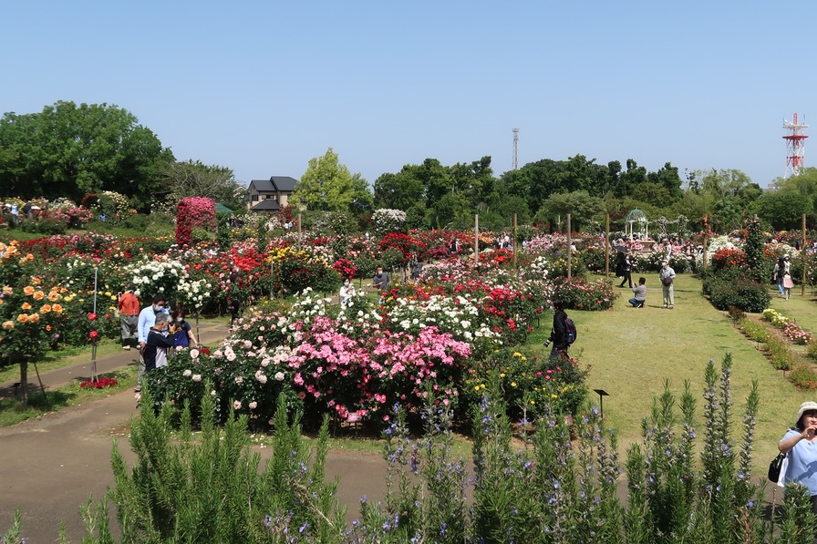 'Keisei Rose Nursery'  photo
