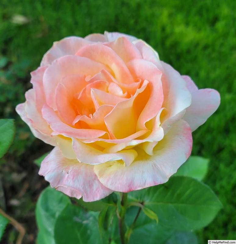 'First Lady Nancy' rose photo