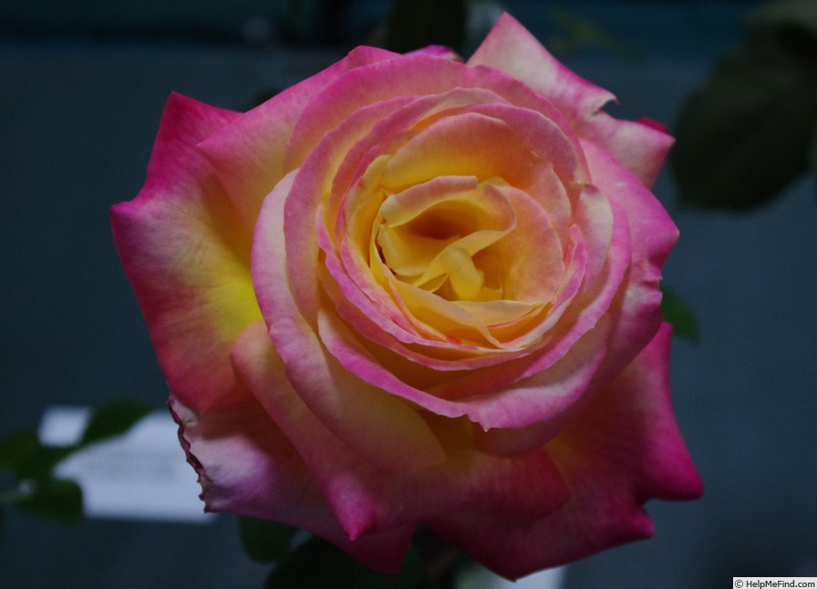 'Bright Spirit' rose photo