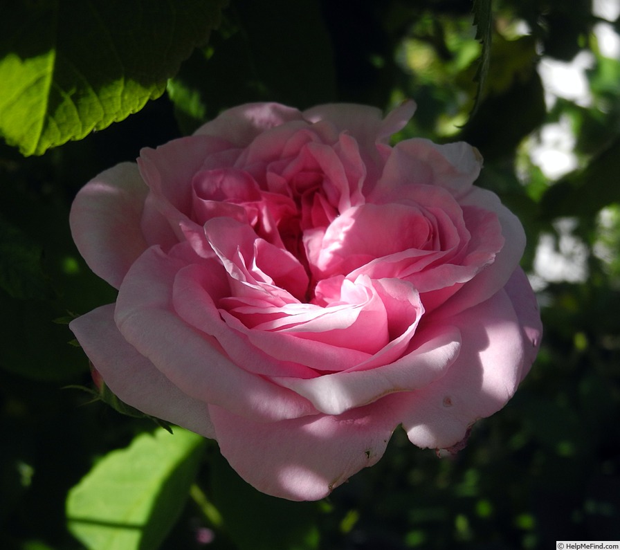 'Ispahan (damask, Unknown, before 1827)' rose, click to enlarge 'Ispahan (damask, Unknown, before 1827)' rose photo