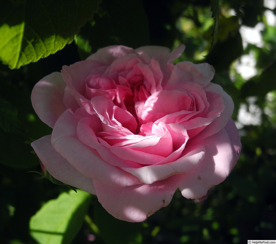 'Ispahan (damask, Unknown, before 1827)' rose photo