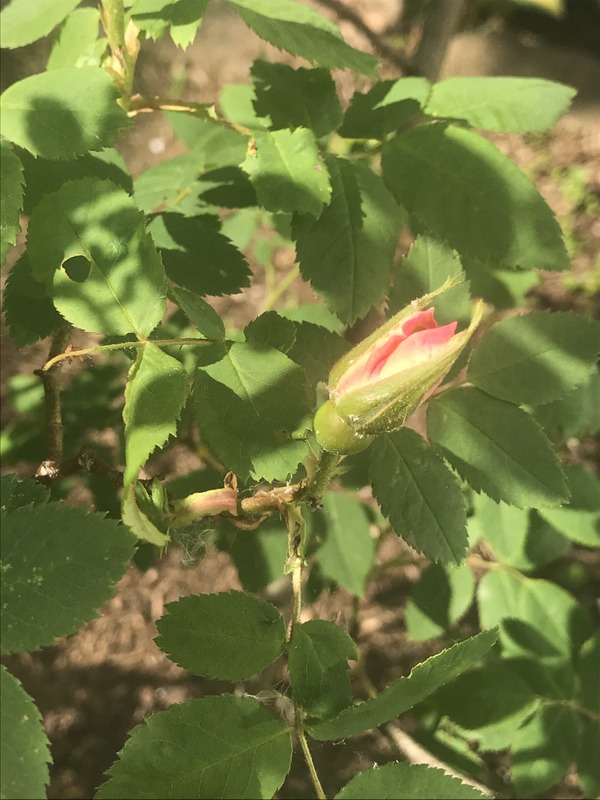 'Frühlingsgold' rose, click to enlarge 'Frühlingsgold' rose photo