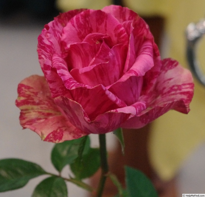 'Pink Intuition' rose photo