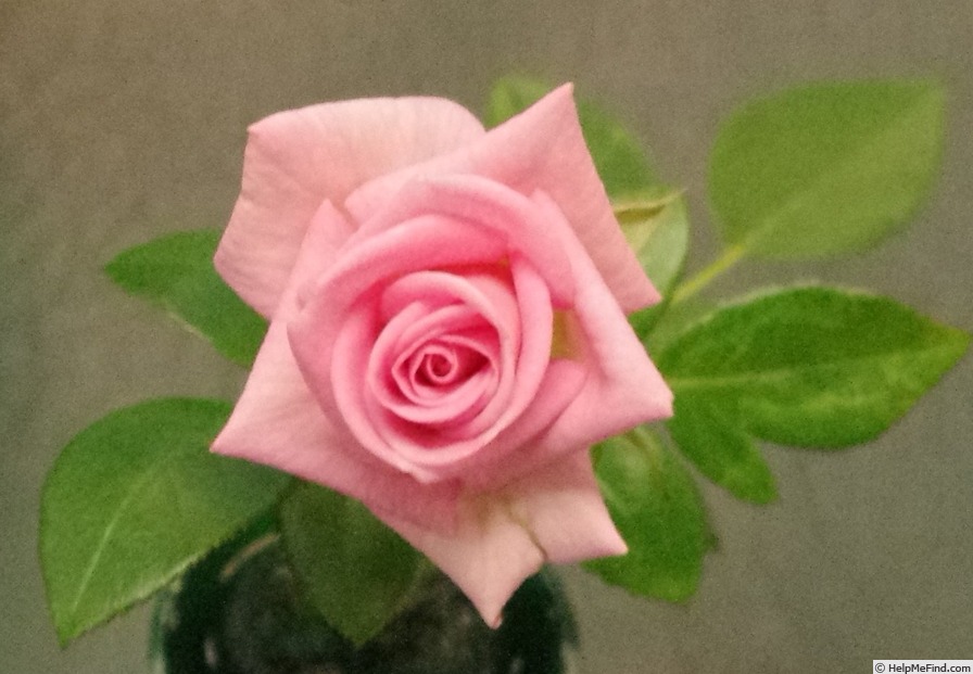 'Baby Boomer (miniature, Benardella 1997)' rose photo